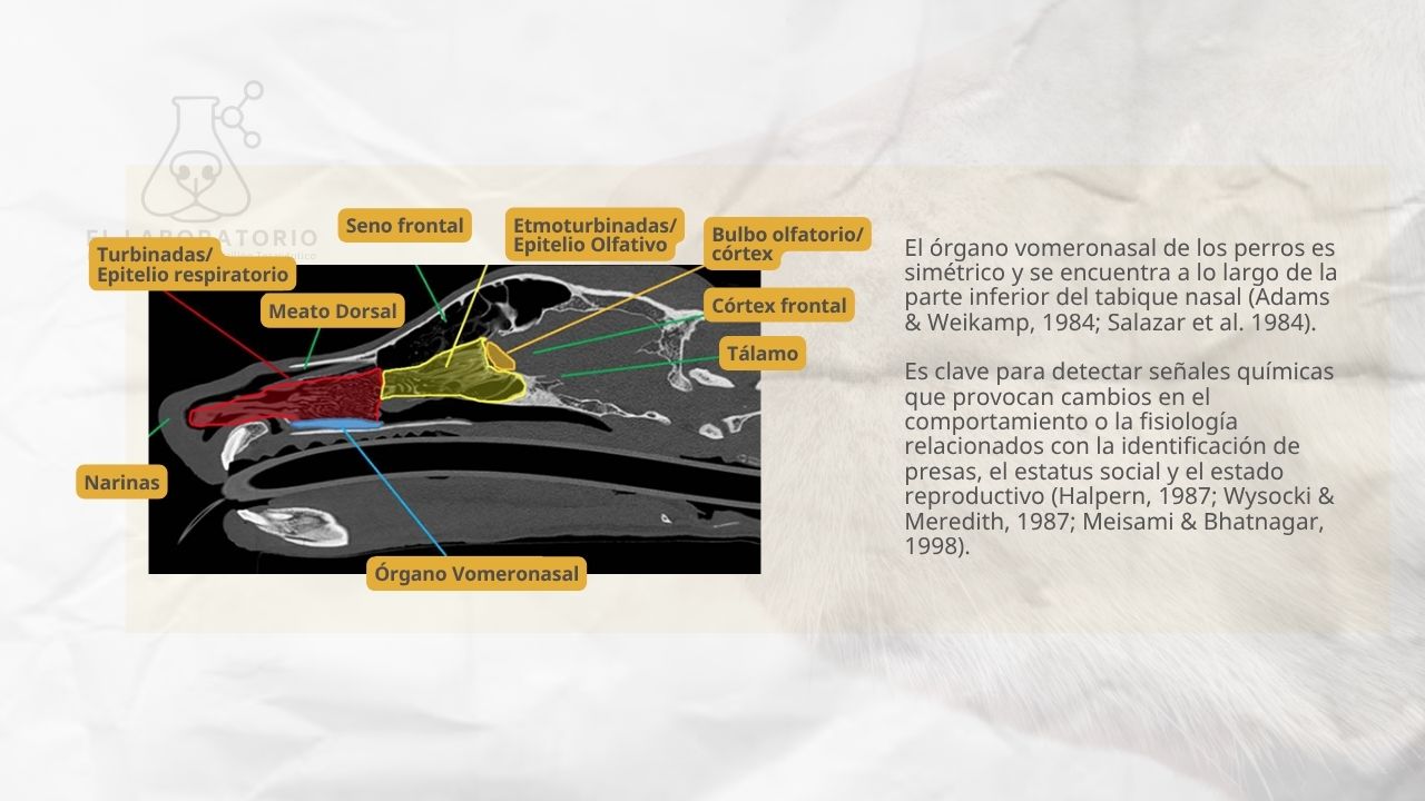 El olfato del perro y el mantrailing · Humantrailing Alicante.