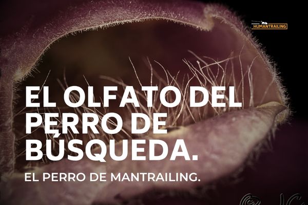 Descubre cómo funciona el olfato del perro: trufa, fosas nasales, bulbo olfativo y su conexión con el mantrailing. Humantrailing Alicante.