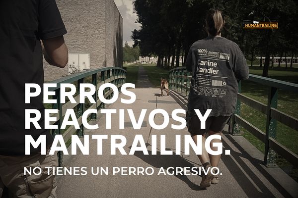 Perros reactivos y Mantrailing: funciona | Humantrailing