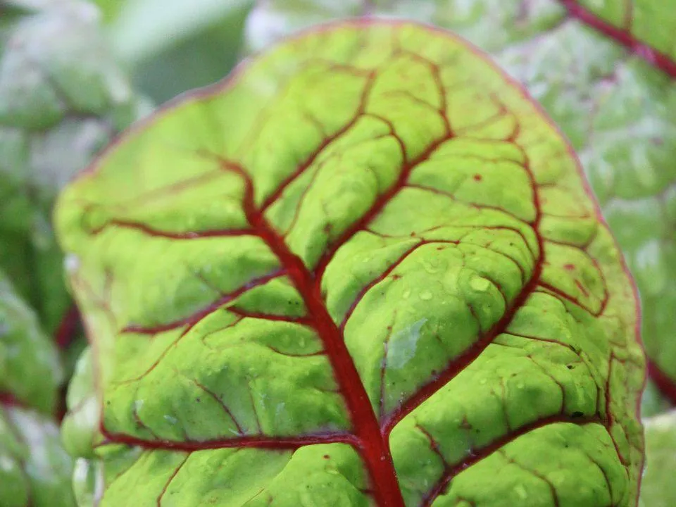 Naturopathie