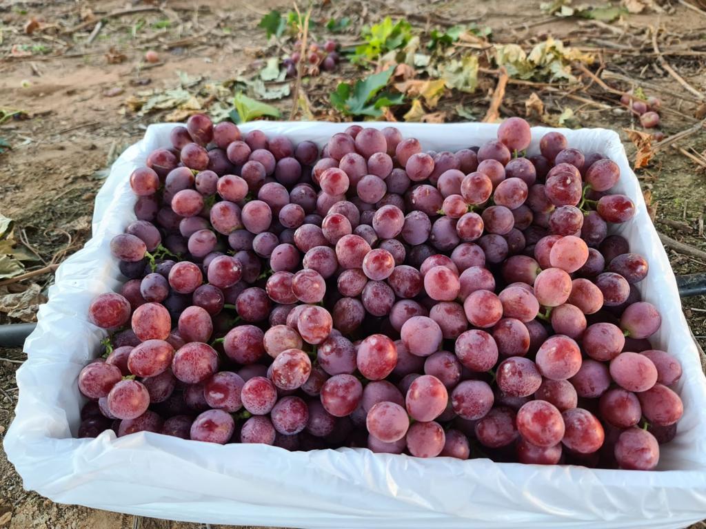 red and brown beans in plastic bags