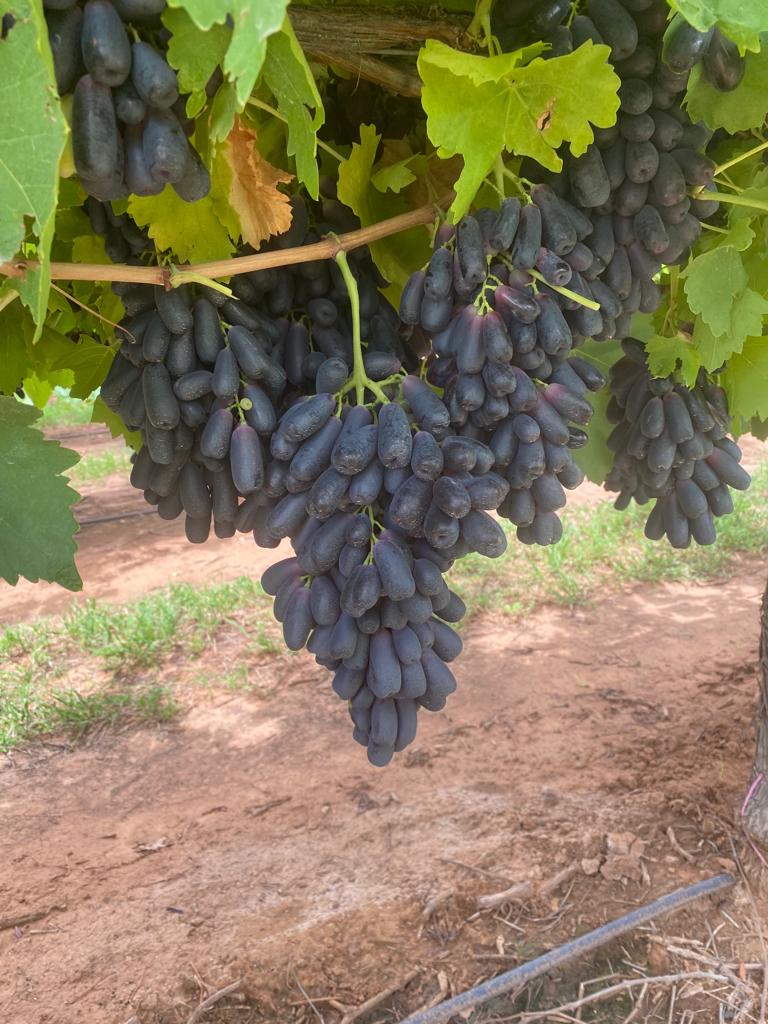 a group of bottles and a rope on a snowy ground