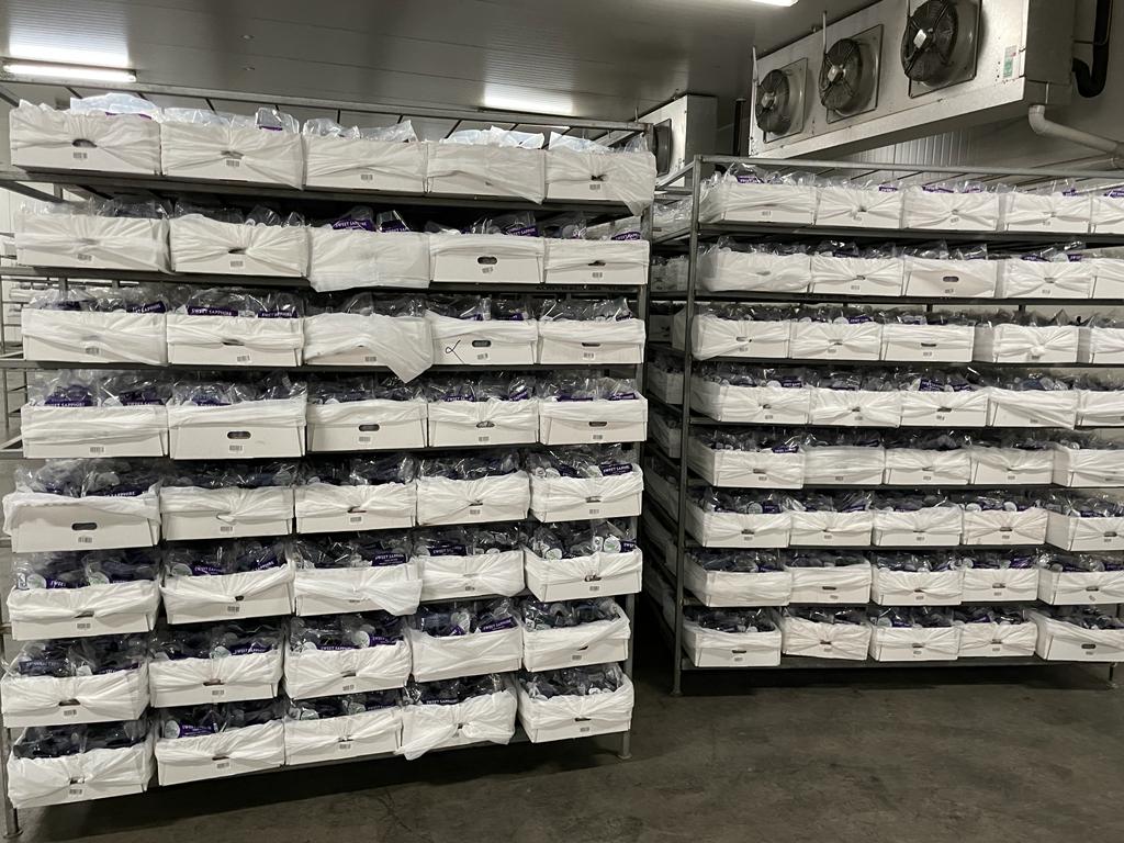 A bunch of fruit that are on a table