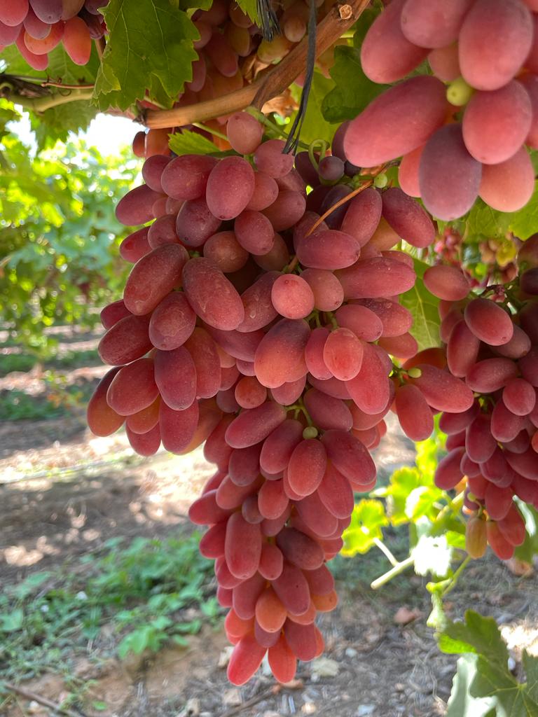 Cargo ship sails on calm water with bird flying.