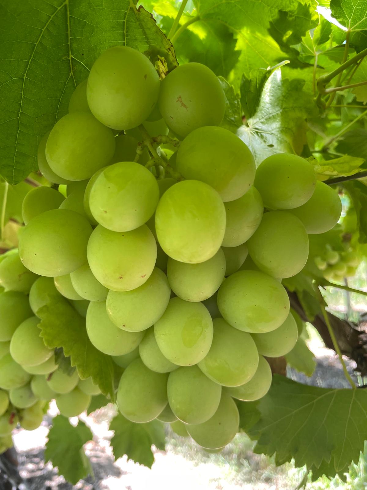 Two pairs of sunglasses on fabric with packaging.