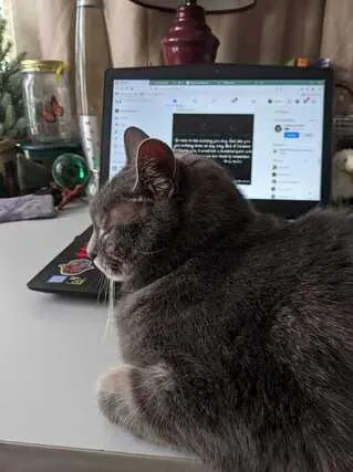 My grey cat, Iggy sitting on my desk next to my laptop