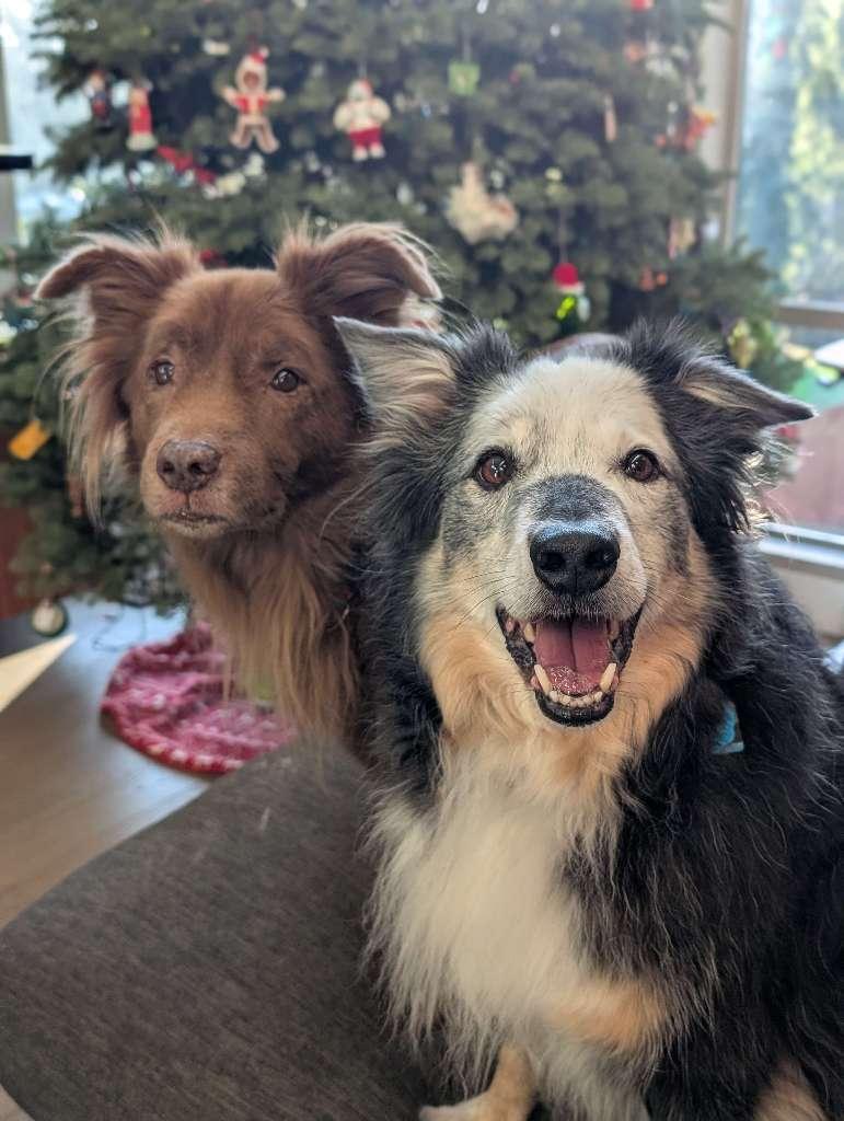 Overnight pet sitting