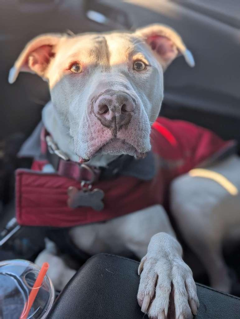 Custom pet care services