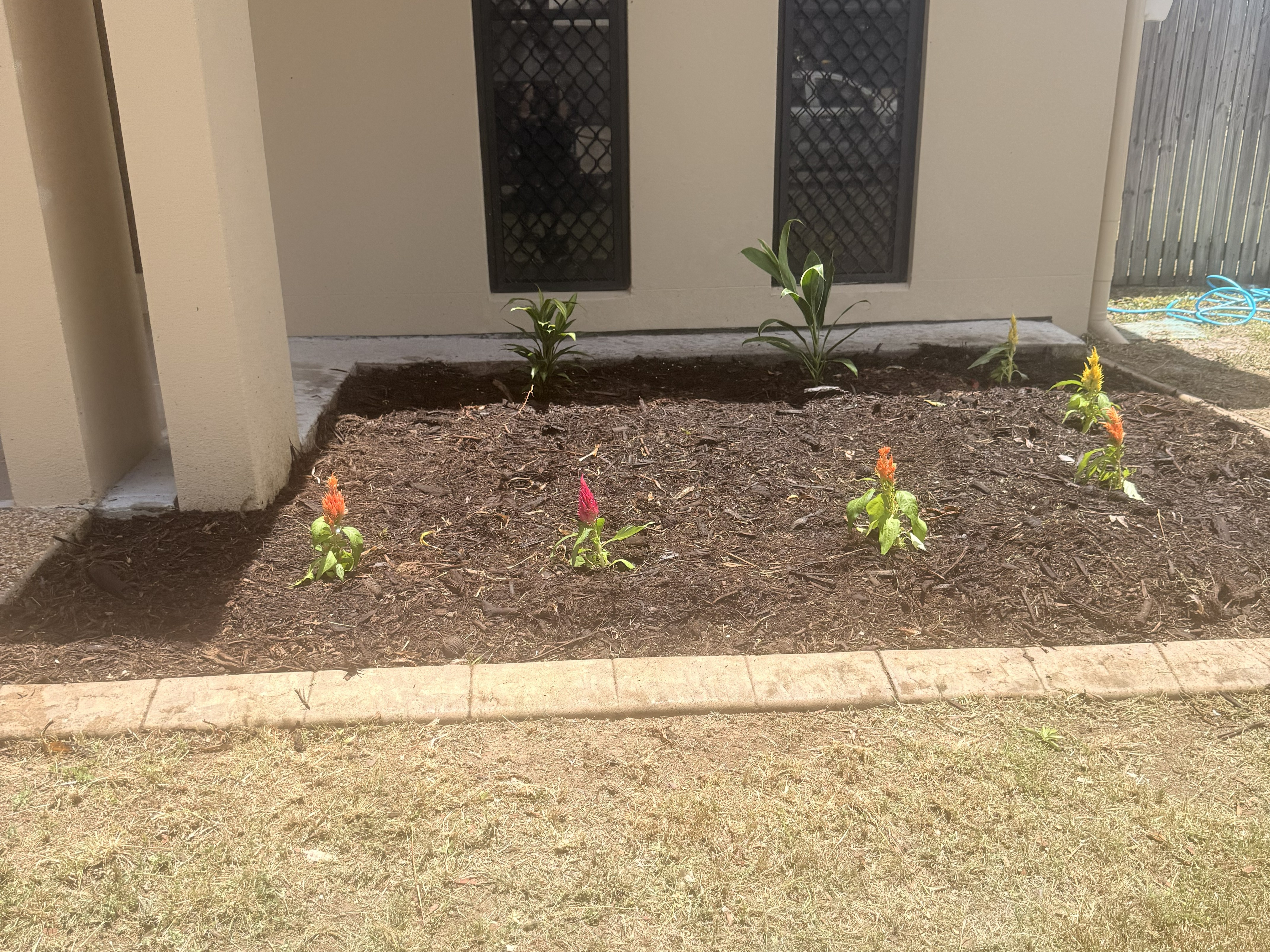 garden maintenance townsville qld garden tidy service