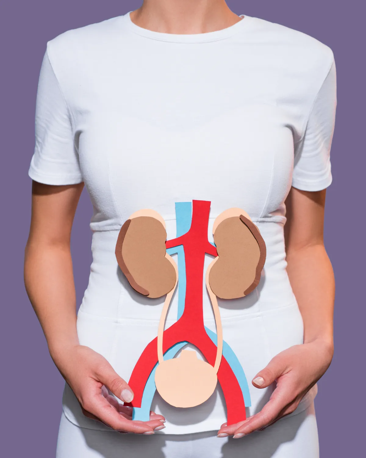 Doctor showing urinary system model for urology specialty surgery.