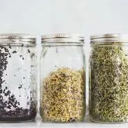 broccoli sprouting for health