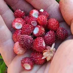 wild woodland strawberries