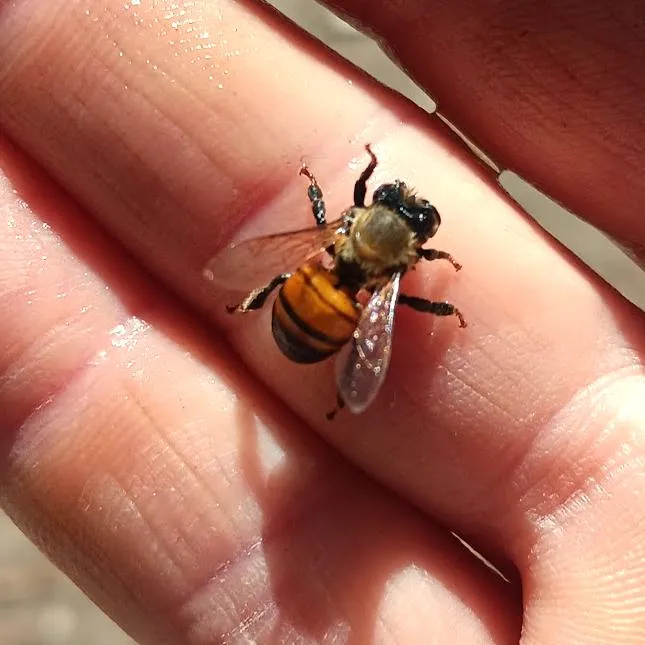 honeybees giving honey