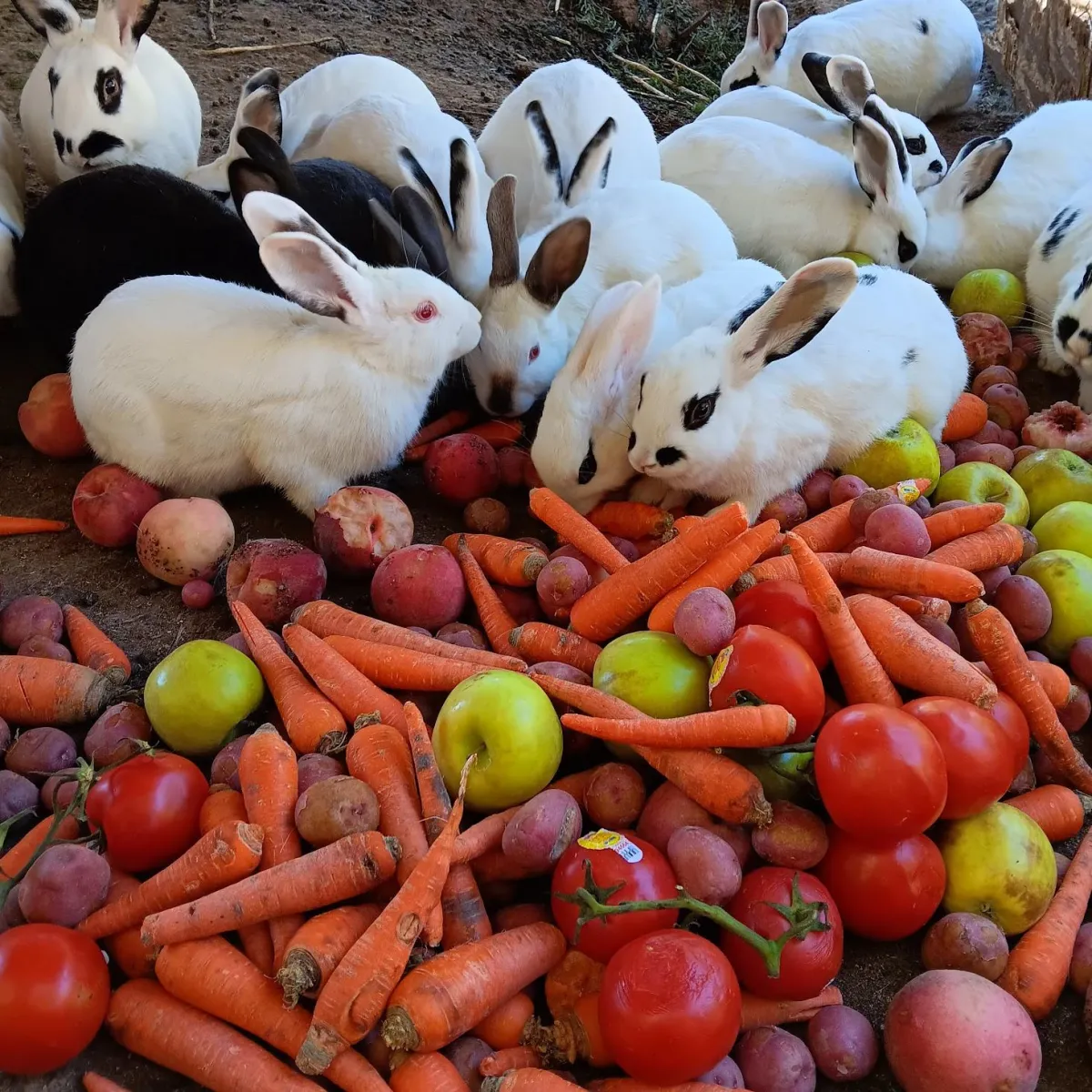 rabbits eating vegetables