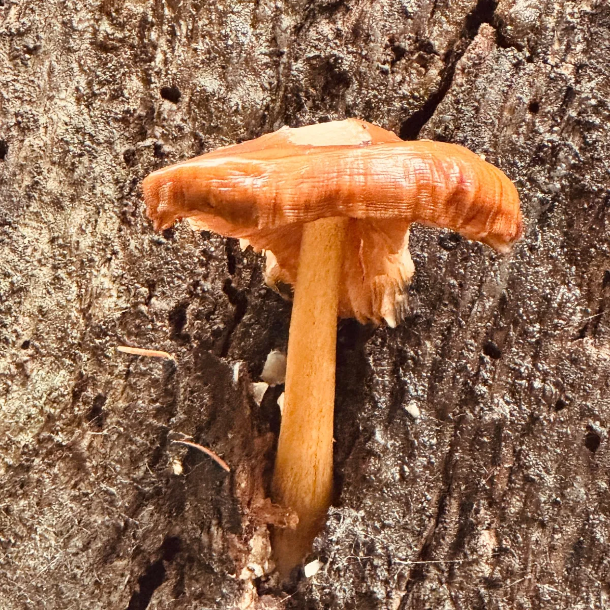 mushroom growing out of a tree