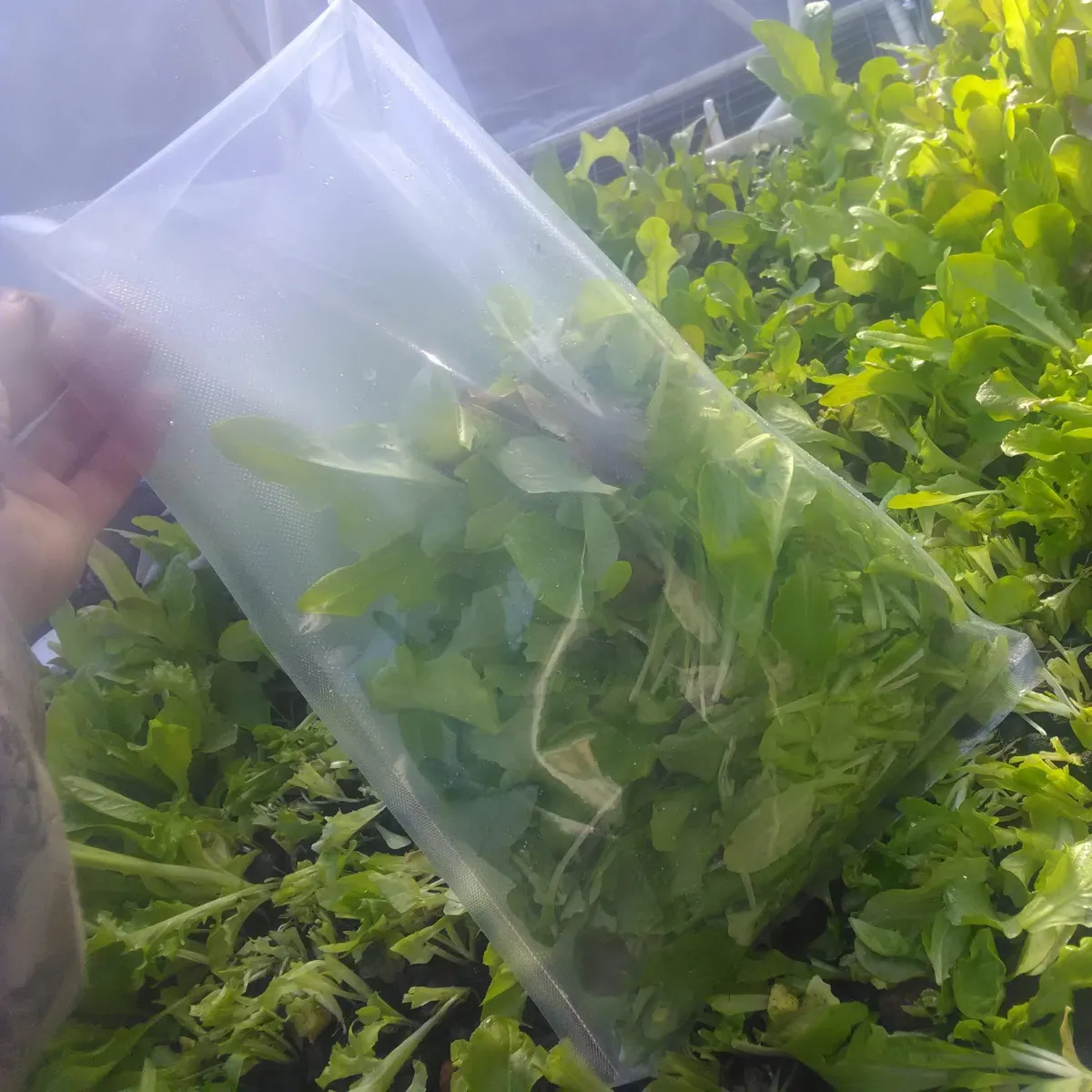 arugula farm to home