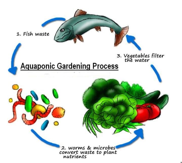 fish aquaponic cycle