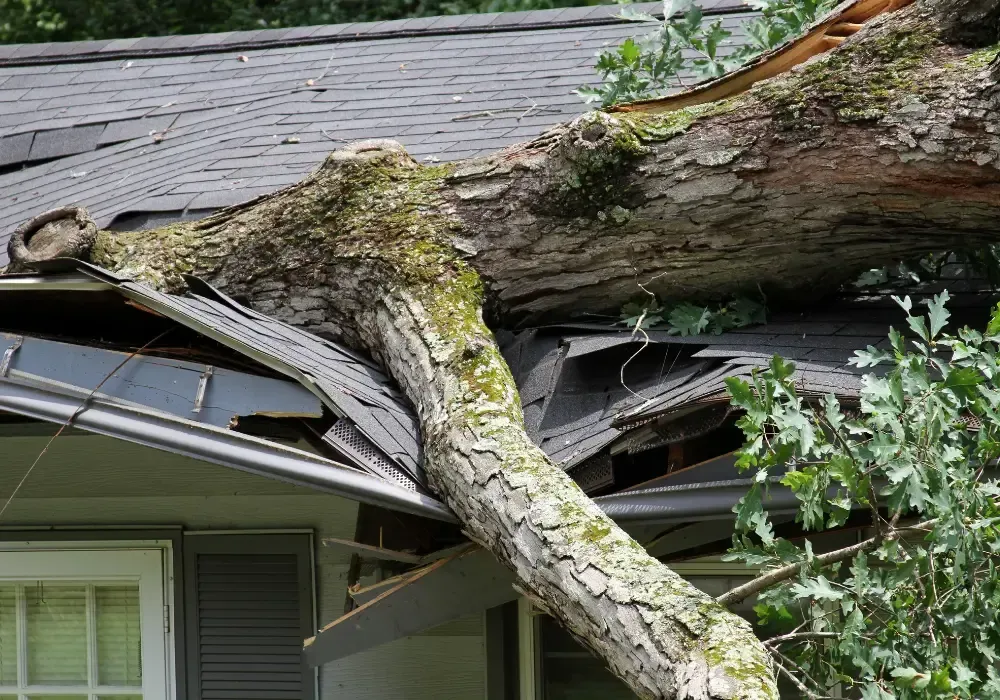 Fallen tree causing severe damage to a residential roof.