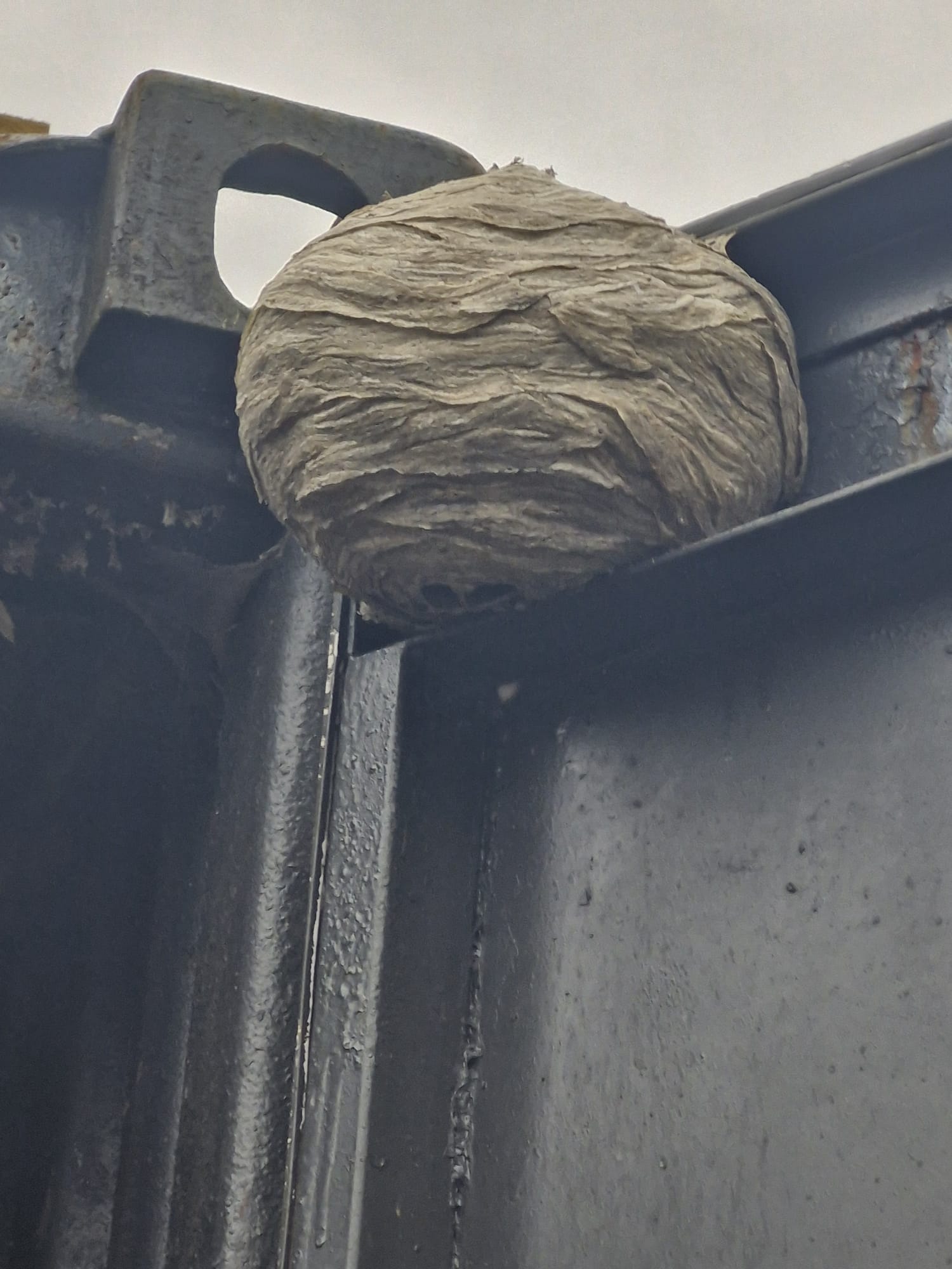 Wasp & Hornet Nest Removal in Glasgow
