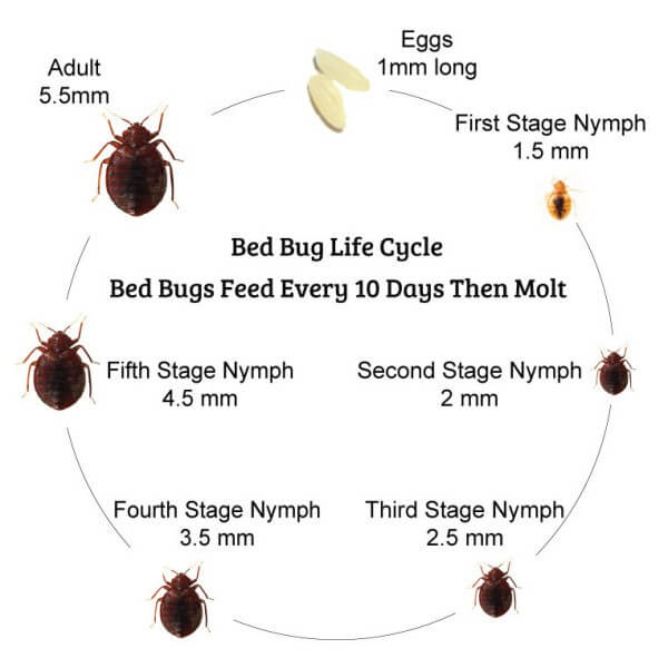 Bed Bug Extermination in Glasgow