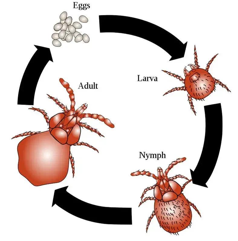 Flea & Mite Treatment in Drumchapel