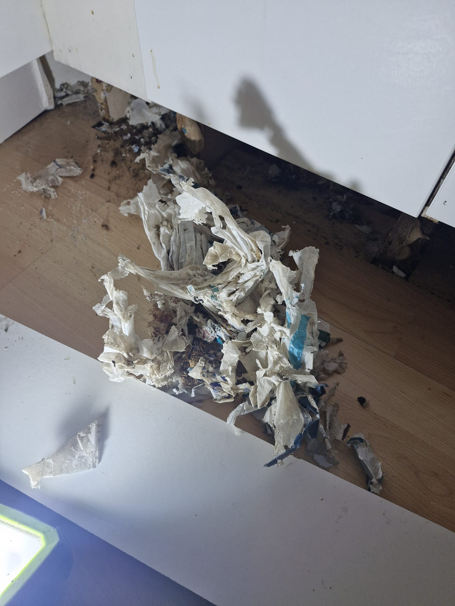 Specialist Cleaning & Pest Removal in Milngavie