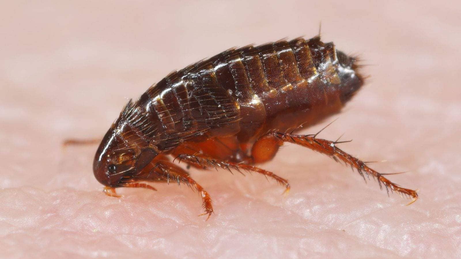 Flea & Mite Treatment in Glasgow