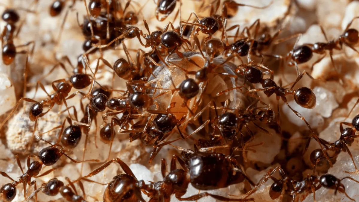 Ant Control & Extermination in Glasgow