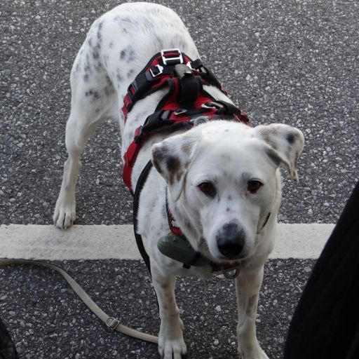 Sicheres Hundegeschirr für Vanlife und Reisen mit Hund – Mia beim Wandern und unterwegs