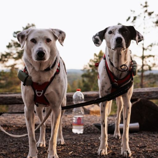 Tractive GPS Tracker für Hunde beim Vanlife – Mia und Maya sicher auf Reisen in Europa