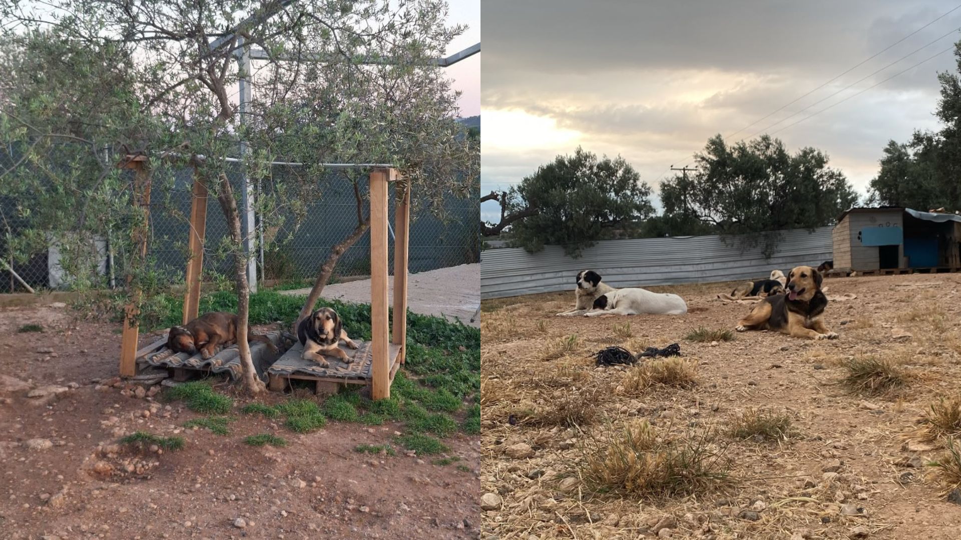 Gerettete Hunde, Vanlife, Reisen mit Hund, Tierheimhilfe und europäische Tierschutzprojekte von adVANturetimewithus.