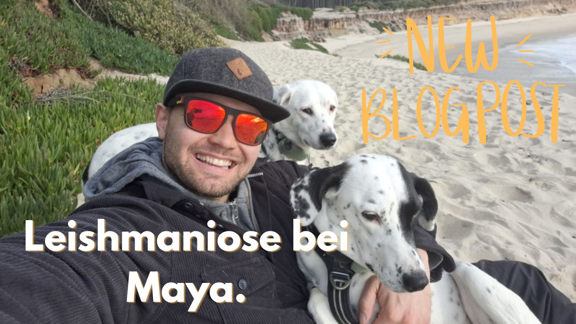 Hund im Camper allein lassen – Mia und Maya im Wohnmobil. Erfahrungen, Sicherheitskonzept und Temperaturmanagement beim Vanlife mit Hund.