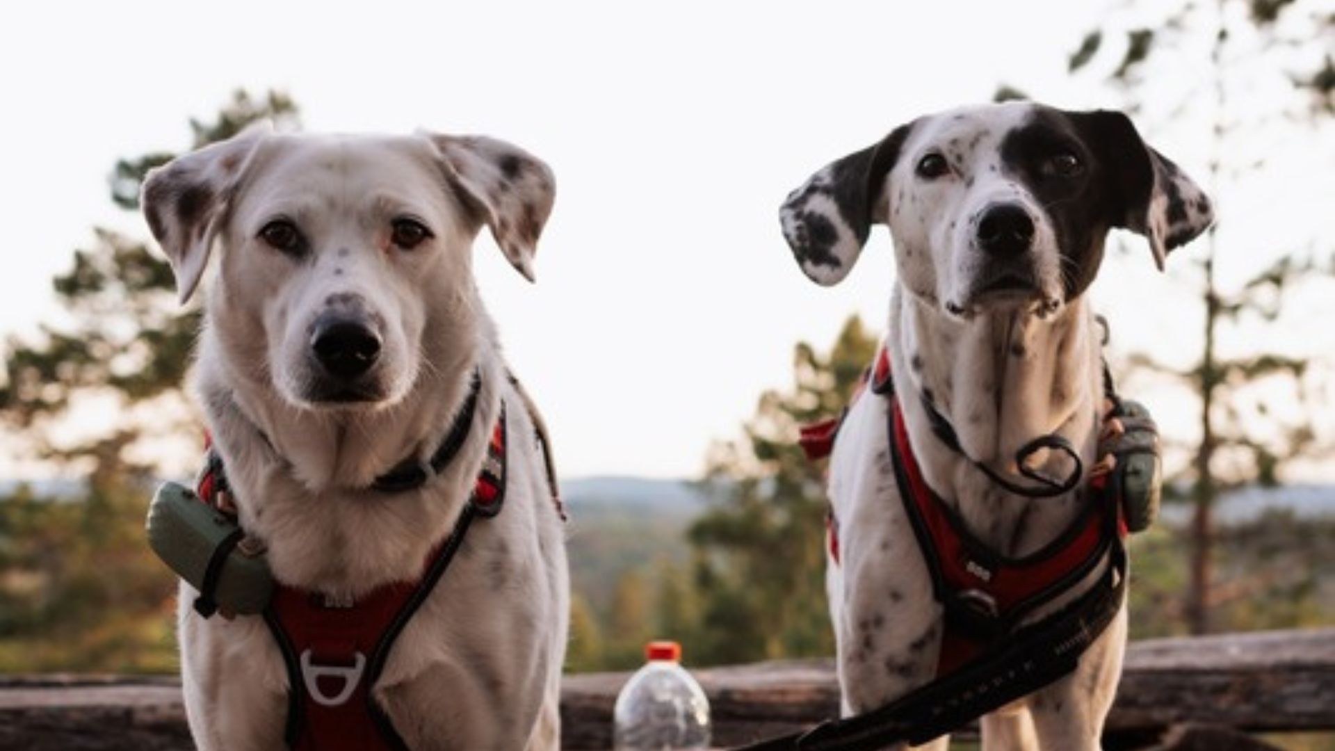 Mia und Maya auf einem Abenteuer in Europa. Vanlife mit Hund, Reisen durch Europa, Outdoor-Erlebnisse und echte Geschichten aus dem Leben im Camper.
