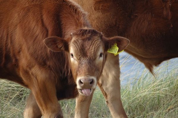 Junges Highland-Rind auf der Isle of Lewis in den Outer Hebrides, Schottland. Typische Tierwelt der Äußeren Hebriden entlang der Küstenlandschaften und Roadtrips durch die Highlands.