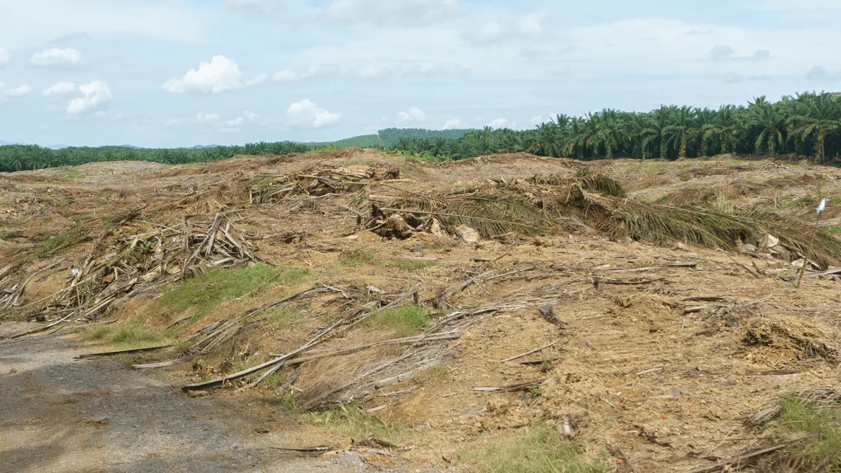 Forestry Mulching