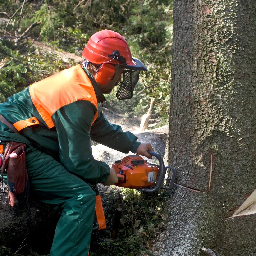 Tree Services