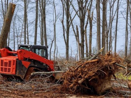 Mound Brush Clearing