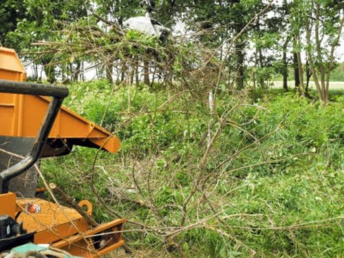 Mound Cedar & Buckthorn Removal