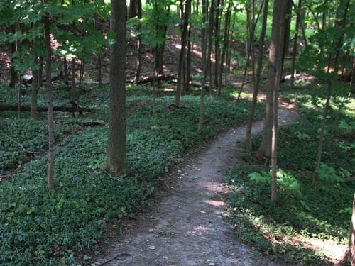 Mound Trail Clearing & Trail Building