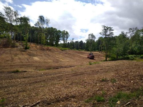 Brush Clearing 