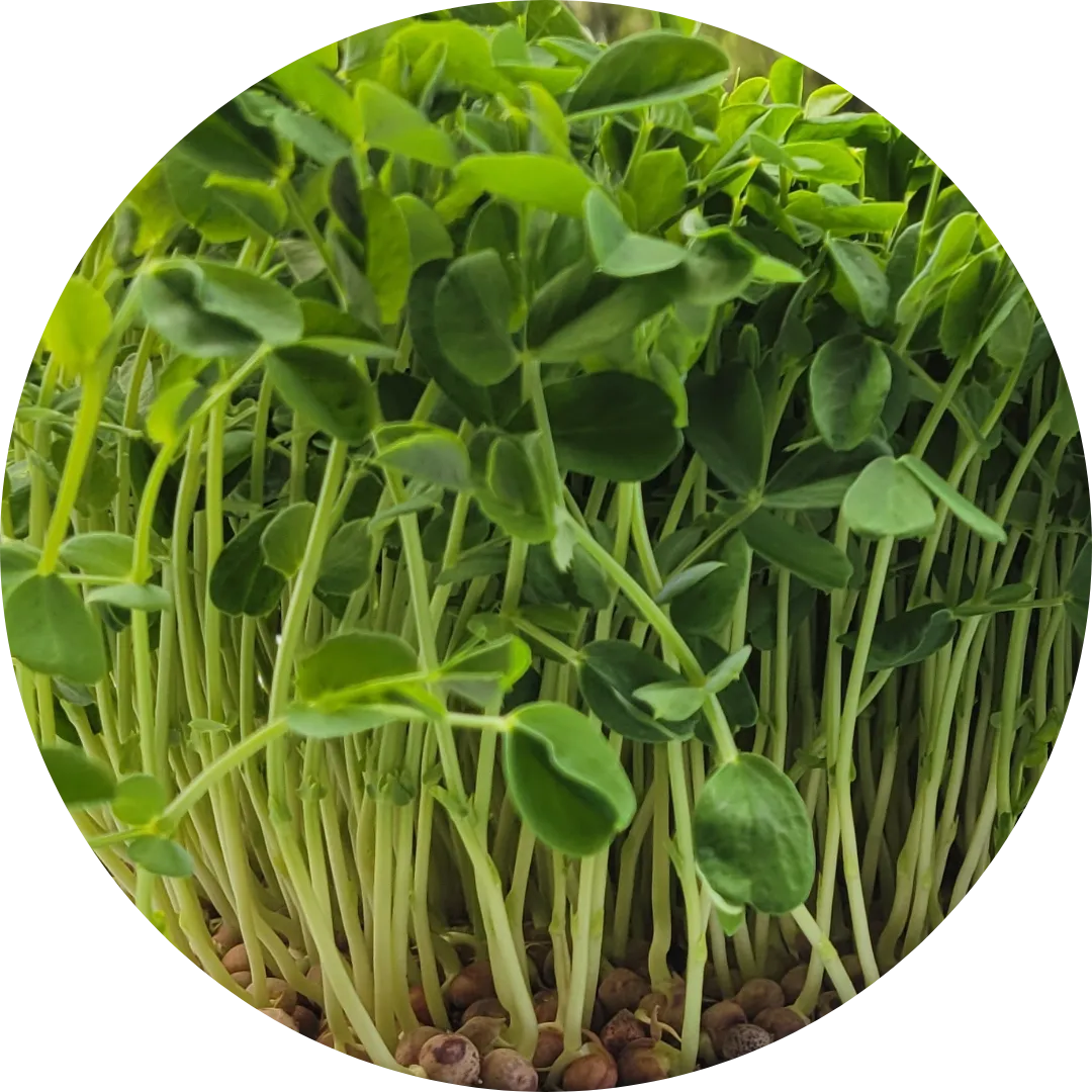 pea microgreens