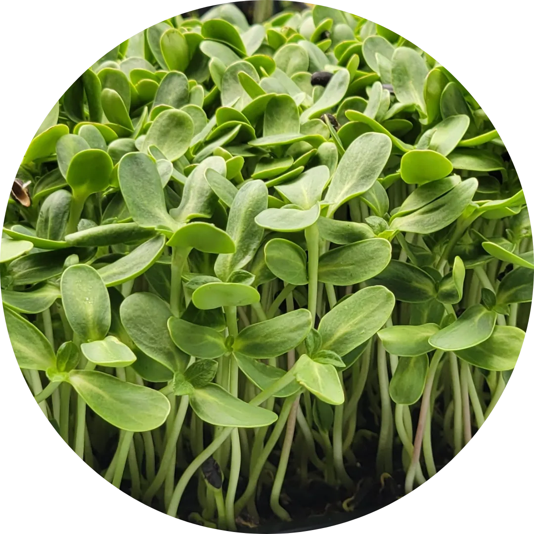 sunflower microgreens