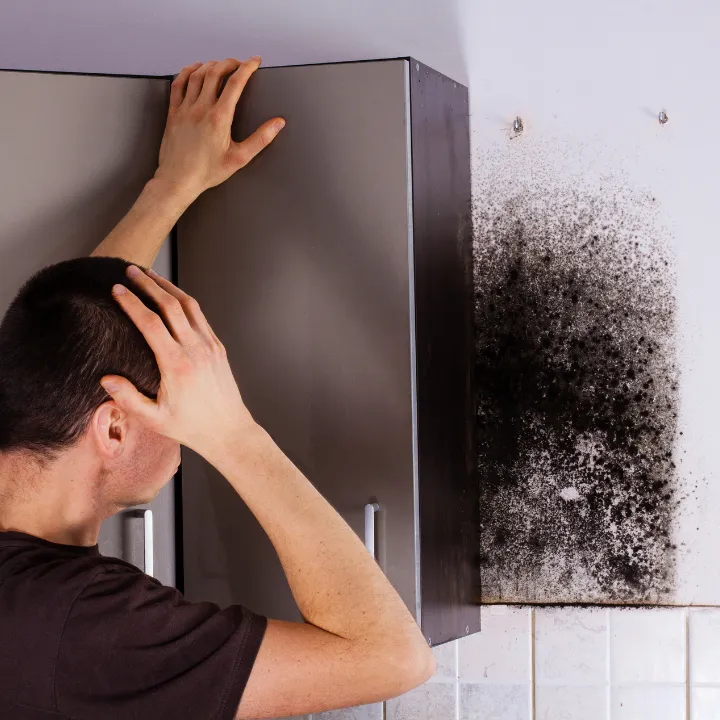 Mold Removal in Pam Coast, FL