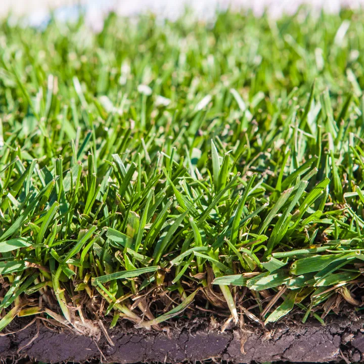 Sod service Deltona