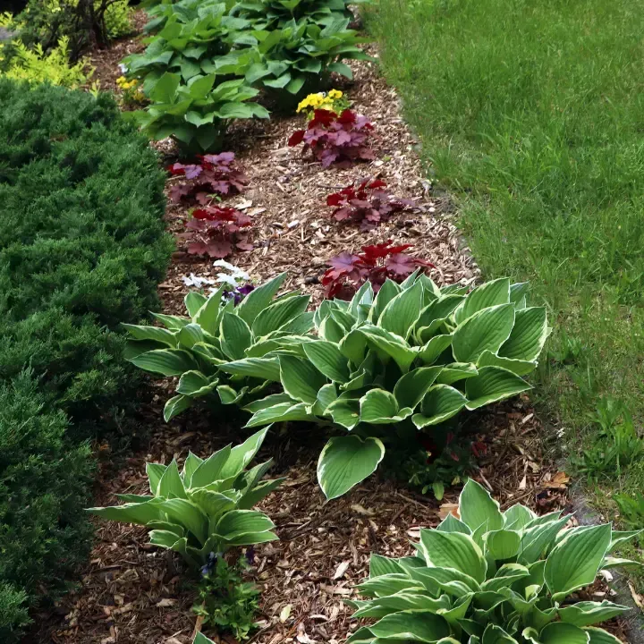 Landscaping in Deltona