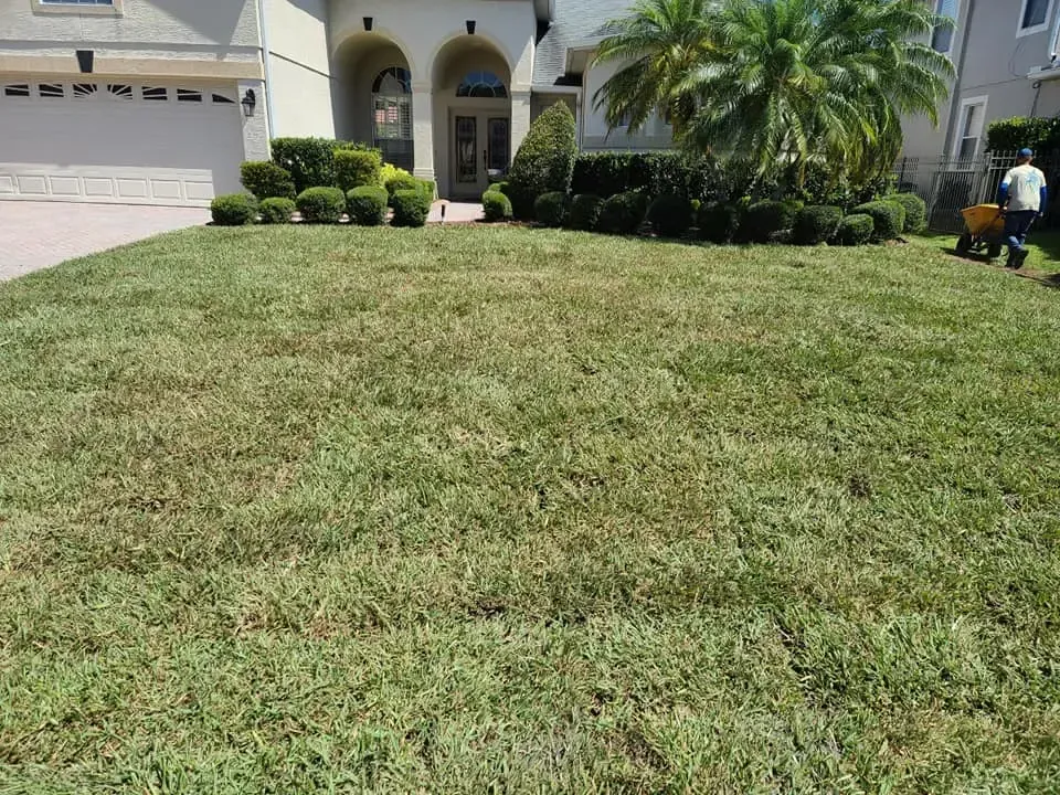 After installing new sod