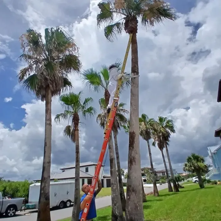 Tree trimming in St Augustine FL