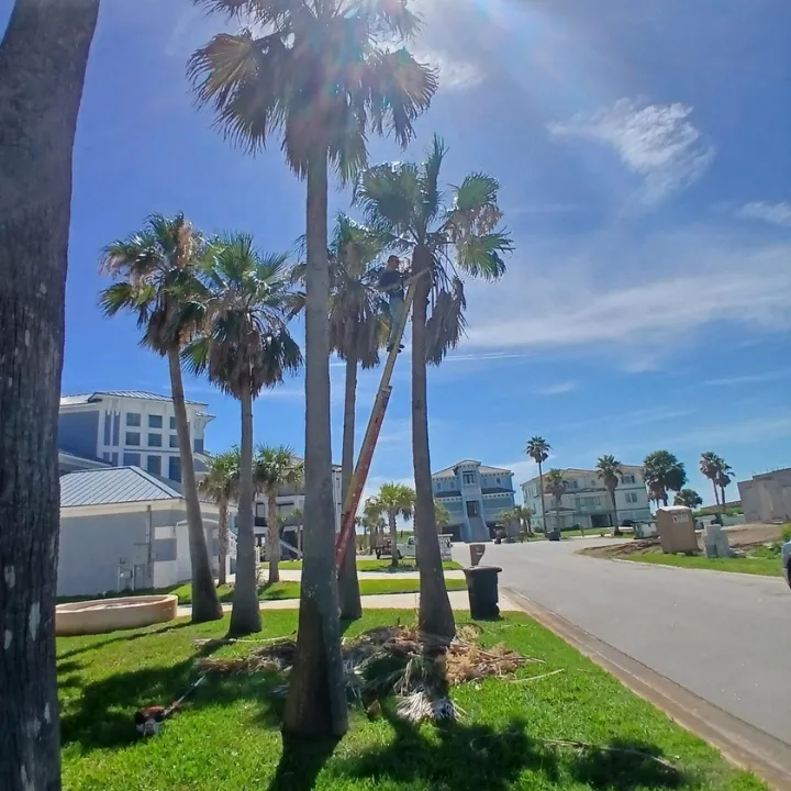 Tree trimming in St Augustine FL