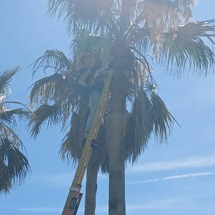 Palm tree trimming st augustine