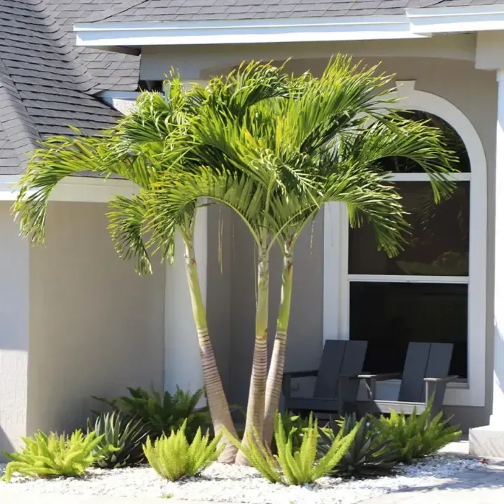 St Augustine landscaping